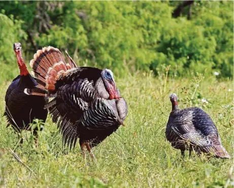  ?? Shannon Tompkins / Houston Chronicle ?? A decoy imitating a year-old “jake” gobbler almost invariably provokes aggressive behavior from other year-old male turkeys but sometimes triggers just the opposite reaction from older, more wary adult gobblers turkey hunters target.