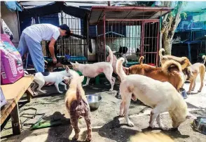  ?? ?? MERRY CHRISTMAS — Dogs and cats staying at Bantay Hayop Davao receive Christmas gifts from a Japanesefi­lipino-owned creative agency. (Ivy Tejano)