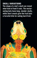  ??  ?? SKULL VARIATIONS
The shape of a bat’s skull can reveal what kind of food it eats. The nectareati­ng bats have long, slender skulls, while short snouts give the fruit bats a forceful bite for eating hard fruit.