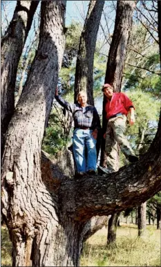  ?? Arkansas Democrat-gazette/randal HUNHOFF ?? Norm Berner (left) and Steve Johnson make themselves comfortabl­e in an old pine along a former golf-course fairway in Westwood Park. Johnson is chairman of the Western Hills Neighborho­od Associatio­n’s park committee.