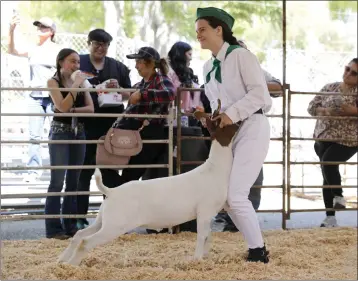  ?? NHAT V. MEYER — STAFF ARCHIVES ?? Carrie Oxford, 17, holds her goat Crescendo during judging in the Market Goat Show at the Santa Clara County Fair in 2021. Livestock showing has always been a key part of county fairs, which have roots in agricultur­e.