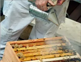  ??  ?? La fumée étourdit les abeilles, ce qui facilite l’installati­on de la ruche.