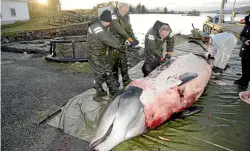  ?? UNIVERSITY OF BERGEN/FACEBOOK ?? An autopsy found that the digestive system of this Cuvier’s beaked whale was clogged with plastic waste.