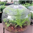  ??  ?? A covered terrarium doesn't need as much watering.