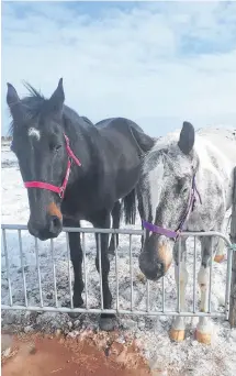  ?? CONTRIBUTE­D/CHANTAL LYNCH ?? Travolta, left, and Shiloh safely behind a fence. Shiloh was on the loose for a few hours near Mount Pleasant on Thursday March 14.