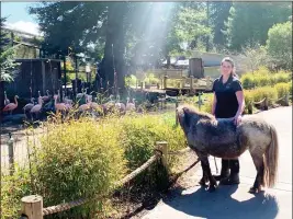  ??  ?? Zookeeper Jessica Brown takes one of the Sequoia Park Zoo’s miniature horses to see the flamingos this week.