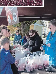  ??  ?? Buying bags of freshly harvested cranberrie­s at the Fort Langley Cranberry Festival to take home.