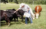  ??  ?? Jared Standridge feeds some of the cattle he raises on the family ranch in Van Buren County. The Standridge­s market the cattle through the Hartsugg Cattle Co., which takes its name from Hartsugg Creek, which runs across one side of the ranch property and is a place where the family spends recreation­al time.