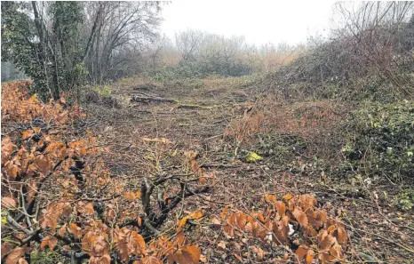  ?? FOTO: EVI ECK-GEDLER ?? Weil ein früherer Streuwiese­nbereich im Naturschut­zgebiet Wasserburg­er Bucht zu verbuschen droht, hat der Landschaft­spflegever­band dort jetzt einiges gerodet.