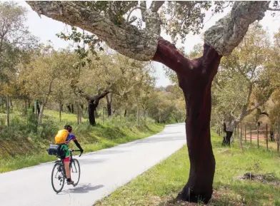  ??  ?? below Pedalling by cork trees