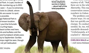  ??  ?? Perhaps 45,000 forest elephants survive in Gabon – about half of the total population.