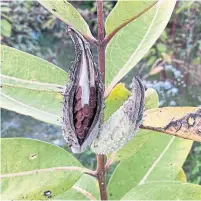  ?? ?? A milkweed pod begins to split along the line of dehiscence, showing the tightly packed rows of individual seeds within.