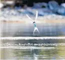  ??  ?? An Arctic tern scouts for a meal in Glacier Bay, Alaska.