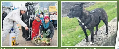 ??  ?? A demonstrat­ion in Germany against the controvers­ial herbicide glyphosate; Max the Staffie; and the front page of the Evening Telegraph telling of the dog poisoning fears.