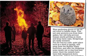  ?? ?? Bonfire fun: But think of hedgehogs, right, too