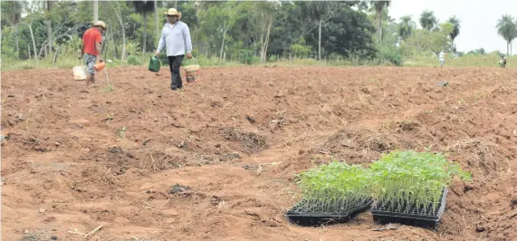  ??  ?? Los horticulto­res riegan los plantines sembrados, mientras esperan dos bandejas con mudas para continuar con el cultivo.