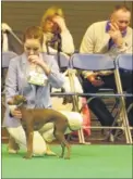  ??  ?? Lauren Atkinson and her dog Myla celebrate success at Crufts after being closely appraised by the competitio­n judges