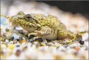  ??  ?? BY 2002, fewer than 100 adult southern mountain yellow-legged frogs remained in their natural habitat.