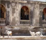  ?? NICOLE EVATT — THE ASSOCIATED PRESS ?? group of goats on Île de Gorée, or Gorée Island, off the coast of Dakar, Senegal. From dizzying Dakar to vibrant Saint-Louis, Senegal pulsates with rich culture, history and charm. If you want to experience it all — from bustling cities to sleepy,...