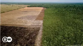  ?? ?? Huge areas have been cleared in the Amazon rainforest for cattle-raising and agricultur­e