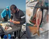  ??  ?? Hooking another mackerel fillet bait