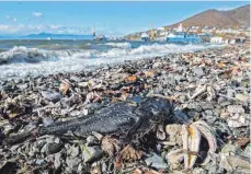  ?? FOTO: DMITRY SHAROMOV/GREENPEACE RUSSIA/DPA ?? Nach dem massenhaft­en Tiersterbe­n an der Küste Kamtschatk­as suchen die Behörden weiter nach den Gründen.