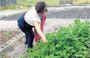  ?? PHOTOS BY SUSAN JACOBSON/STAFF ?? Flor Zarco, a Lake County nursery worker, prunes plants in the Campesinos Garden in Apopka. It’s the newest of four in Florida — designed to help agricultur­e workers feed their families healthy food.