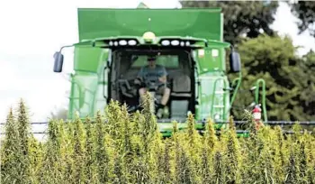  ?? RYAN HERMENS/THE PADUCAH SUN ?? A farmer harvests hemp at Murray State University in Kentucky. The law does not allow people to grow their own plants.