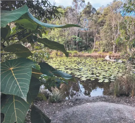  ?? Picture: AMANDA ROBBEMOND ?? This lovely walking track and lake can be found in Gold Coast suburbia, around Molendinar.