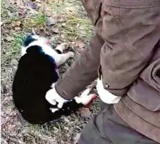  ?? Foto: Soko Tierschutz ?? Ein Screenshot aus dem Video, das der Verein „Soko Tierschutz“auf seiner Facebook‰ Seite veröffentl­icht hat. Zu sehen ist eine getötete Katze.