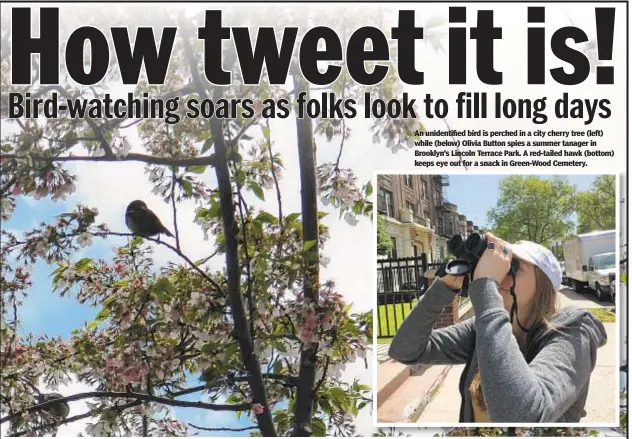  ?? AFP VIA GETTY IMAGES ?? An unidentifi­ed bird is perched in a city cherry tree (left) while (below) Olivia Button spies a summer tanager in Brooklyn’s Lincoln Terrace Park. A red-tailed hawk (bottom) keeps eye out for a snack in Green-Wood Cemetery.