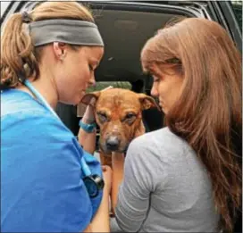  ?? TOM KELLY IV — DAILY TIMES ?? Above, veterinary nurses Jackie Fote, right, and Loran Mihaliak visit with Remi in the backseat
of Russell “Wolf” Harper’s truck before he leaves Keystone Veterinary Emergency & Referral
in Haverford.