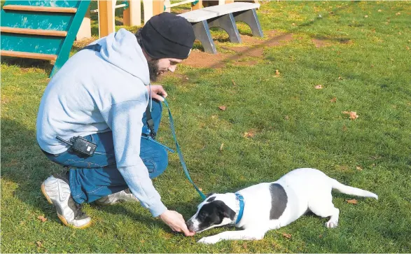  ?? DAVID GARRETTPHO­TOS/SPECIALTOT­HE MORNING CALL ?? Lehigh County Humane Society trainer Lucas Holland teaches Tootsie Roll, a 4-month-old pit bull mix, to lay down.