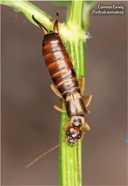  ??  ?? Common Earwig ( Forficula auriculari­a) IMAGE SPEC
Camera: Canon 5D MkIV Lens: MP-E 65mm f2.8 1-5x Macro Focal length: 65mm; 1x mag Exposure: 1/160; f9, ISO 200 Lighting: Canon Macro Ring Lite MR-14EX II; home-made diffuser