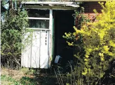  ?? MERIDETH TAYLOR/LISTENING IN/GEORGE F. THOMPSON PUBLISHING AND THE UNIVERSITY OF VIRGINIA PRESS ?? A forsythia shrub soldiers on after the house was left to nature. The spots in Listening In: Echoes and Artifacts from Maryland’s Mother Country offer a glimpse into the past.