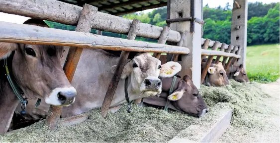  ?? / Foto: Bojan Velikonja ?? Slovenci pridelamo dovolj govejega mesa, s svinjino smo samooskrbn­i v 39 odstotkih.