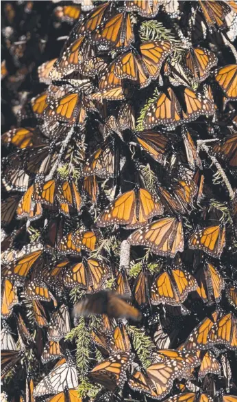  ?? Picture: AFP ?? Monarch butterflie­s at the Sierra del Chincua sanctuary in Angangueo, Mexico.