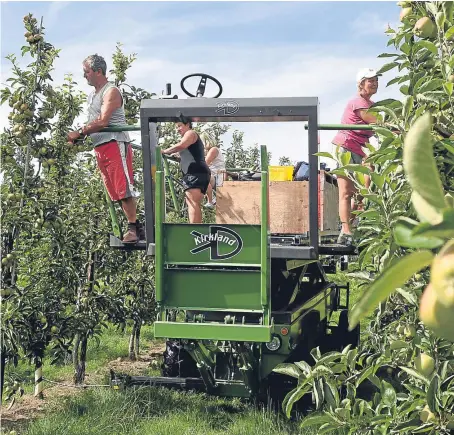  ?? Picture: PA. ?? Workers thinning trees in the Braeburn apple orchard at Stocks Farm, Worcesters­hire.