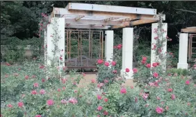  ?? PICTURE: LUKAS OTTO ?? Climbing roses produce long canes and take colour skywards.