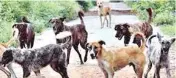  ?? PIC/MPOST ?? There are over 50, 000 street dogs and over 15 dog bites are reported daily from Gurugram