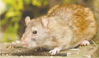  ??  ?? “The more people there are, the more food there is for the rats,” British rat catcher Martin Kirkbride says.