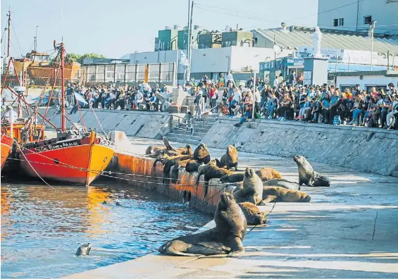  ?? GABRIEL BULACIO ?? Postal. Lobos marinos en el Puerto de Mar del Plata, uno de los atractivos turísticos durante el otoño.