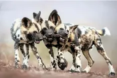  ?? BENCE MATE ?? One Toy, Three Dogs by Bence Mate, Hungary. While adult African wild dogs are merciless killers, their pups are extremely cute and play all day long. Mate photograph­ed these brothers in Mkuze, South Africa – they all wanted to play with the leg of an impala and were trying to drag it in three different directions. |