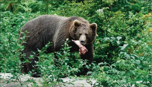  ??  ?? Si les ours des montagnes slovaques de Pol’ana sont bien nourris, il faut dire que leur environnem­ent constitue un véritable self-service. À table !