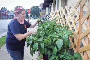  ?? MILWAUKEE JOURNAL SENTINEL RICK WOOD / ?? Lazy Susan chef-owner A.J. Dixon tends to the fresh vegetables that she grows for her restaurant Tuesday. She helps lead the Milwaukee Independen­t Restaurant Coalition, which is gearing up to award $1,000 grants to its members to help them ride out the economic crisis caused by the coronaviru­s.