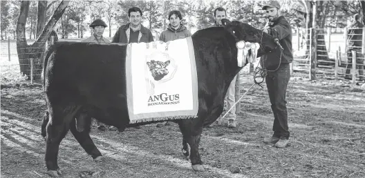  ?? FOTOS: SEBASTIÁN CORTÉS - LA NUEVA. ?? toro Angus de Pedigree de Coronel Dorrego llegó desde el establecim­iento Quequén Sur. El mejor