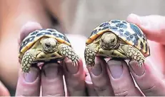  ?? FOTO: WERNER SCHEURER ?? Zwei der kleinen Burmesisch­en Sternschil­dkröten, die in diesem Jahr im Zoo geschlüpft sind.