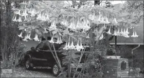  ?? Special to the Democrat-Gazette/JANET B. CARSON ?? Milder winters mean Brugmansia — angel’s trumpet — is more likely to survive outdoors.