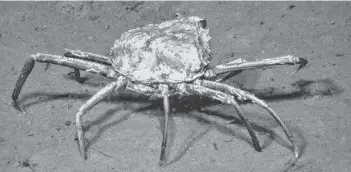  ?? CP/HO, UNIVERSITY OF VICTORIA’S OCEAN NETWORKS CANADA ?? A Tanner crab is seen at 1,250 metres below the surface at Barkley Canyon in the northeast Pacific Ocean in a June 2016 handout photo. A new study from the University of Victoria shows tanner crabs feasting and snacking on methane-filled bacteria in the deep seafloor bed, which scientists say may be an adaptation to climate change.