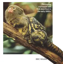  ??  ?? The pygmy marmoset was first described in the early 1880s.
